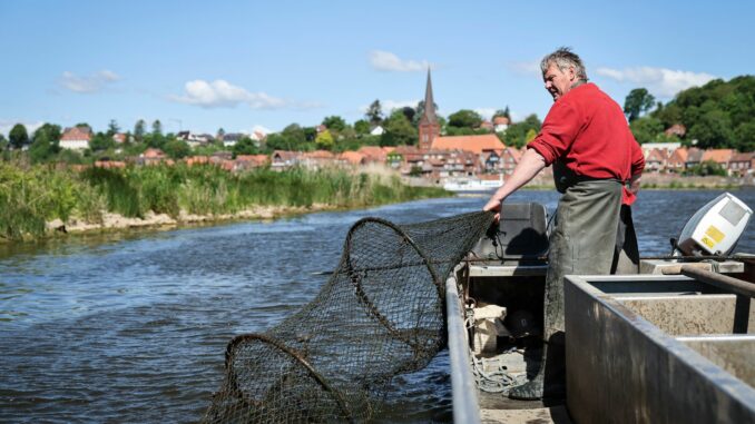 Echte Handarbeit mit Netzen, die schon sein Vater ausgeworfen hat. Eckhard Panz ist einer der letzten Berufsfischer auf der Elbe. 
